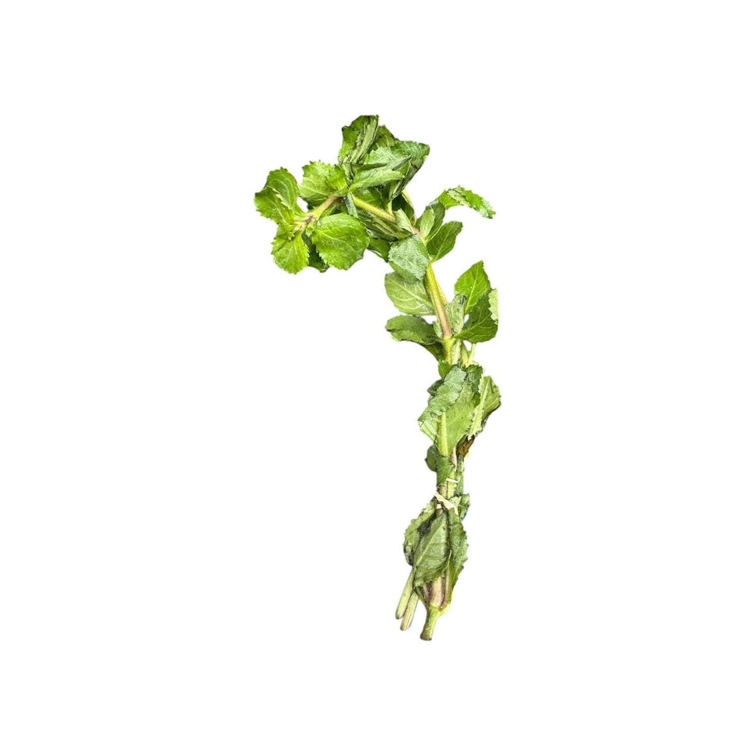 Stem Plants