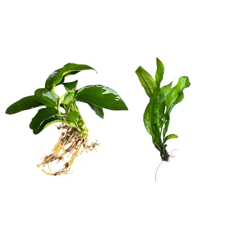Beginner Plants