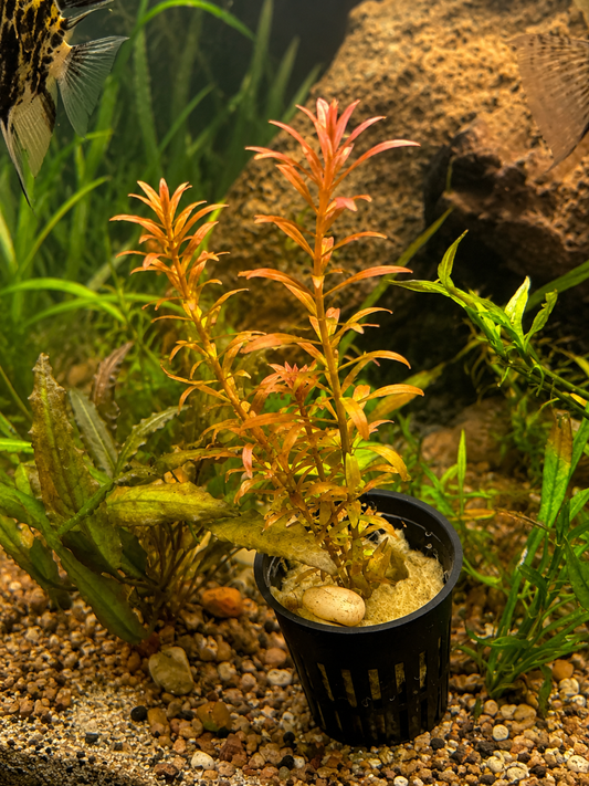 Rotala Orange Juice Live Potted Aquarium Plant | Vibrant Orange Stem Plant