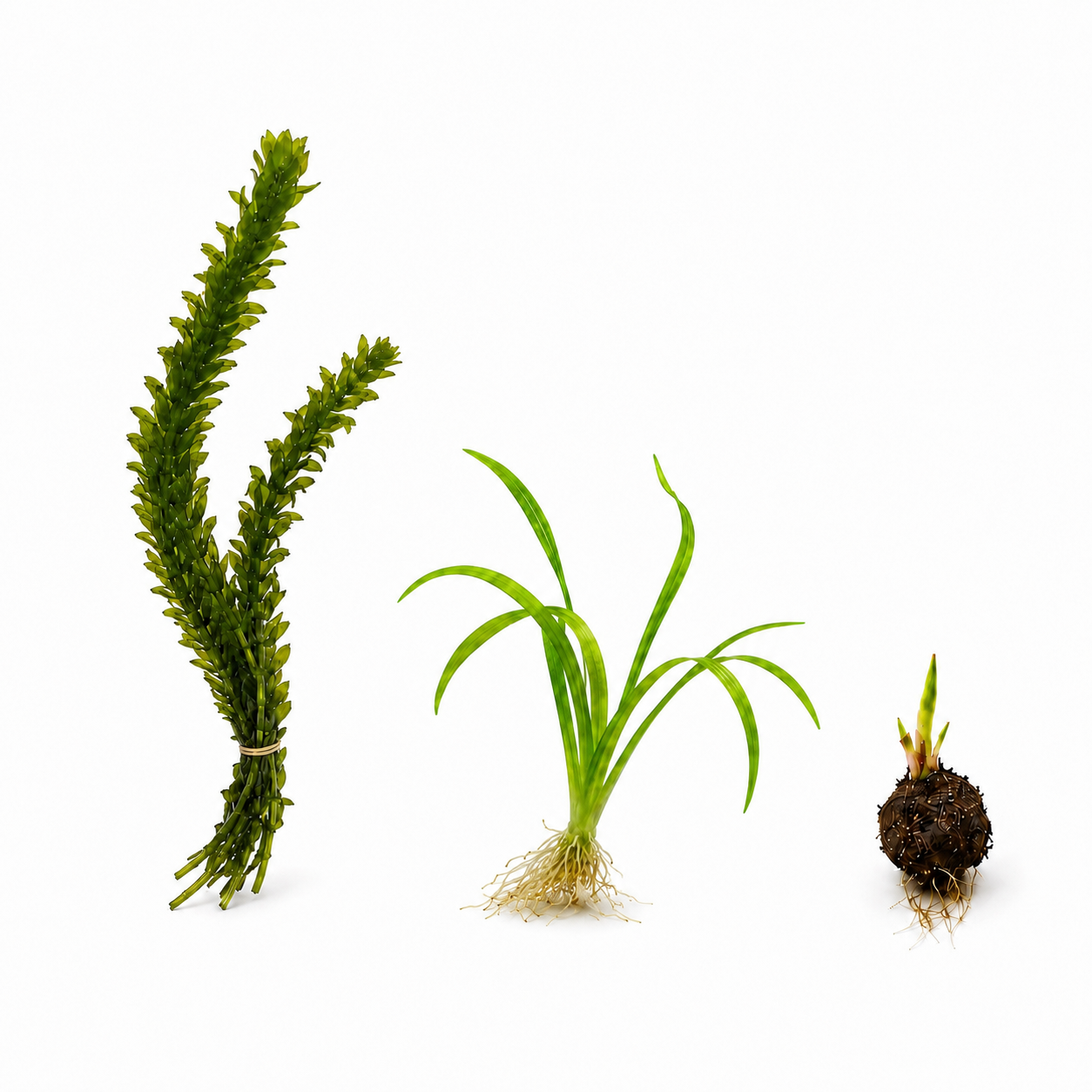 Aquarium plant bundle featuring two stems of Anacharis, one Water Onion plant with long arching leaves and visible roots, and one sprouted Red Tiger Lotus bulb, arranged on a clean white background.