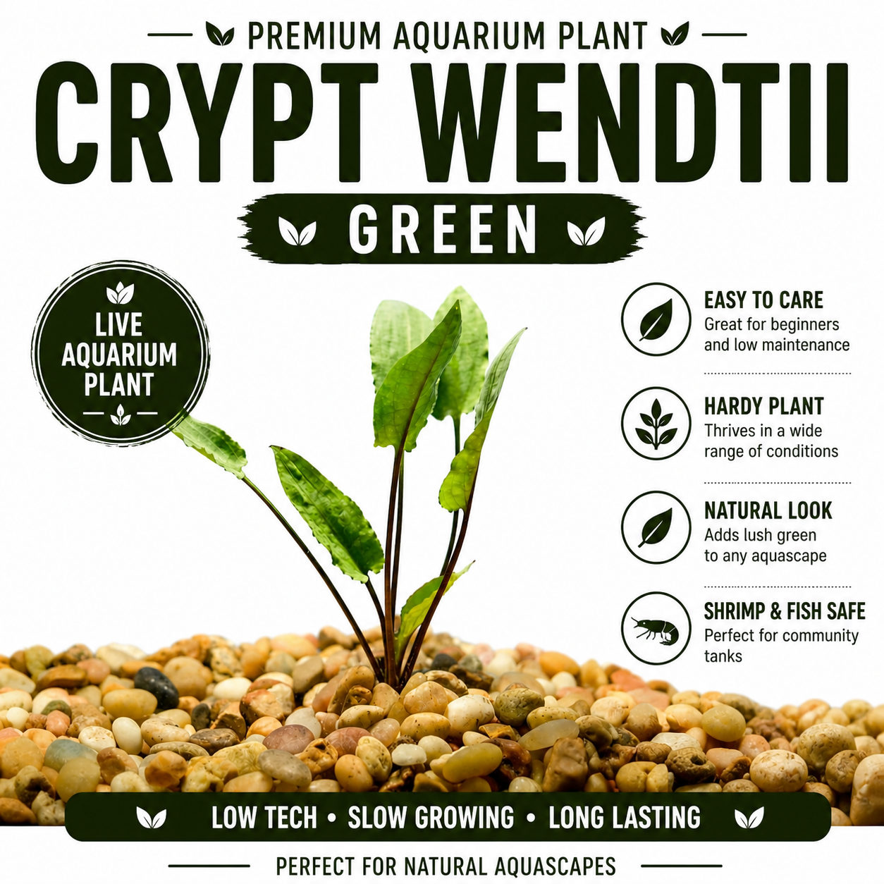 Cryptocoryne Wendtii Green