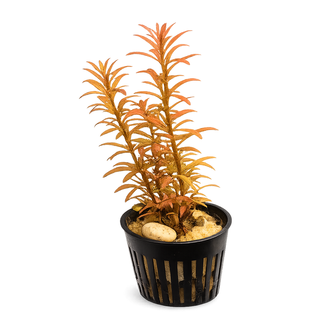 Live potted Rotala Orange Juice aquarium plant with vibrant orange and peach-colored stems in a black nursery pot on a white background for planted freshwater aquariums.