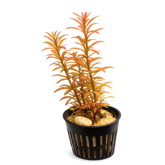 Live potted Rotala Orange Juice aquarium plant with vibrant orange and peach-colored stems in a black nursery pot on a white background for planted freshwater aquariums.