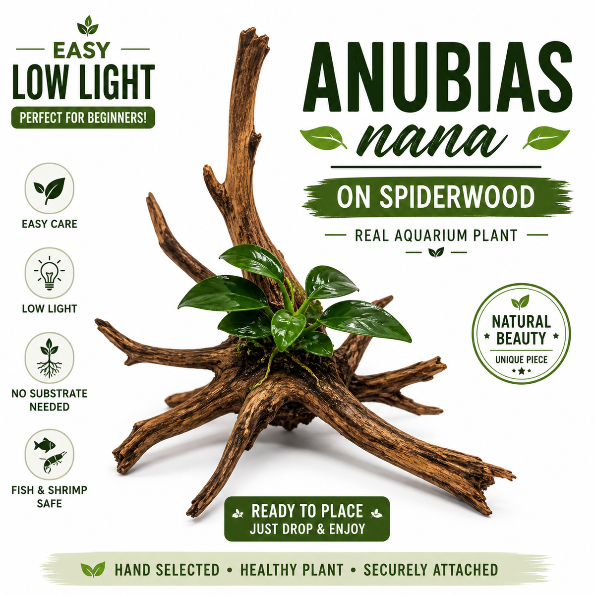 Anubias Nana & Driftwood Bundle | Live Aquarium Plant with Spiderwood, Mopani Wood, or Coral Wood