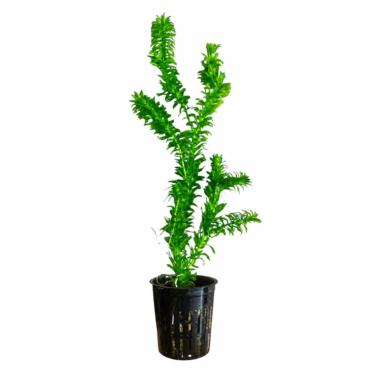 Healthy potted Anacharis (Egeria densa) aquarium plant with vibrant green stems and dense leafy growth in a black mesh pot, isolated on a clean white background.
