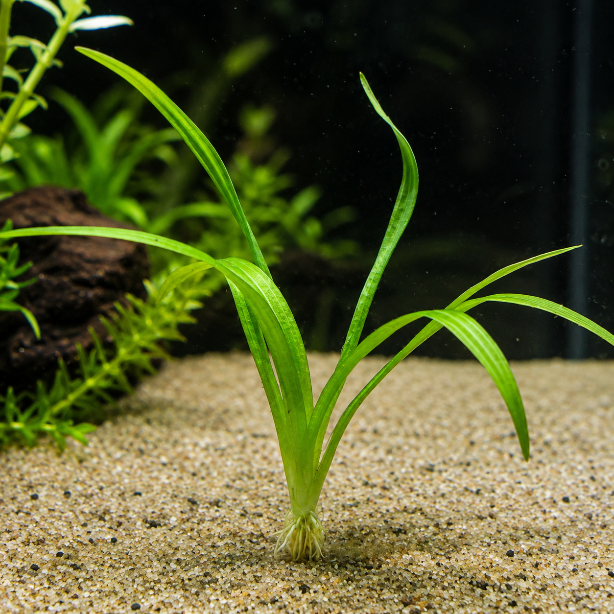Dwarf Sagittaria (Sagittaria subulata) aquarium plant growing in sandy substrate, featuring bright green grass-like leaves in a freshwater planted aquarium.