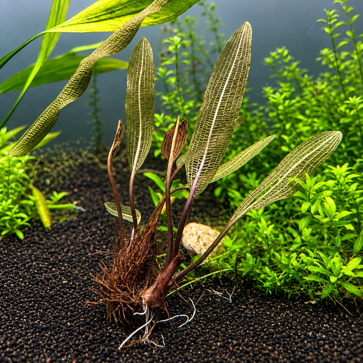 Aponogeton Madagascar Lace Bulb – Rare Aquarium Plant