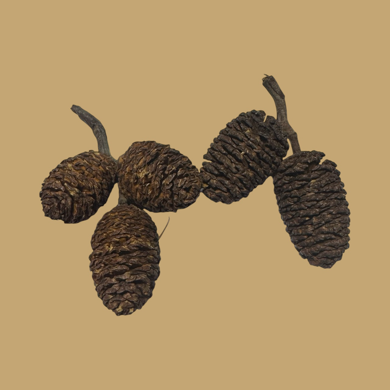 Alder Cones -15- for Aquariums – Blackwater Botanical for Shrimp, Bettas & Breeding Tanks