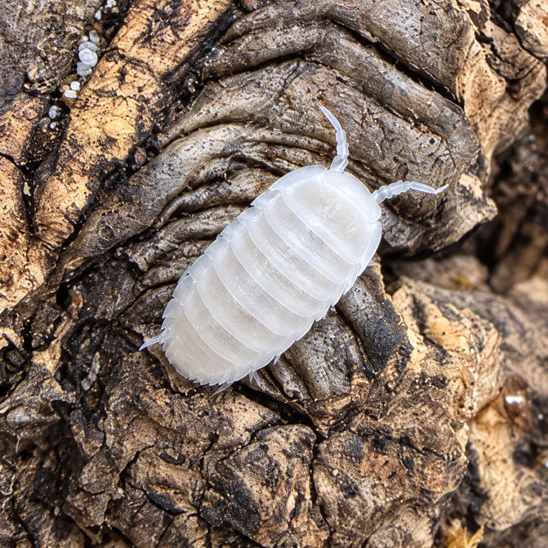 Close-up of a white isopod, Cubaris murina White Glacier, on textured cork bark, showing its segmented shell and antennae.