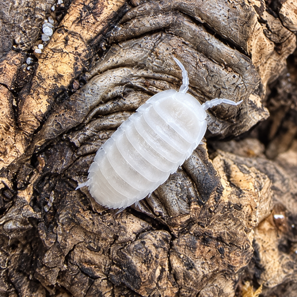 Close-up of a white isopod, Cubaris murina White Glacier, on textured cork bark, showing its segmented shell and antennae.