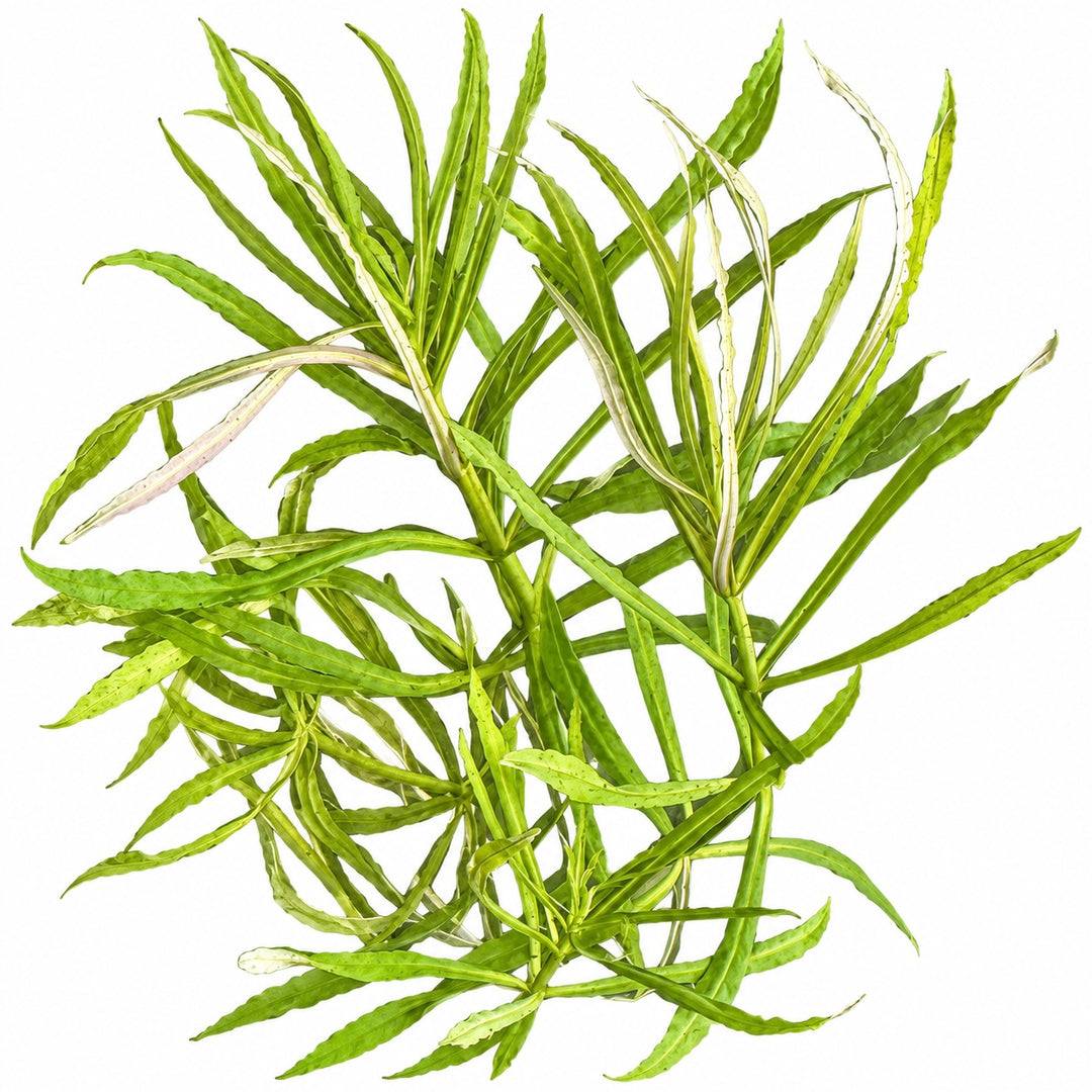     Pogostemon stellatus ‘Narrow Leaf’ with long, wavy green leaves isolated against a white background.