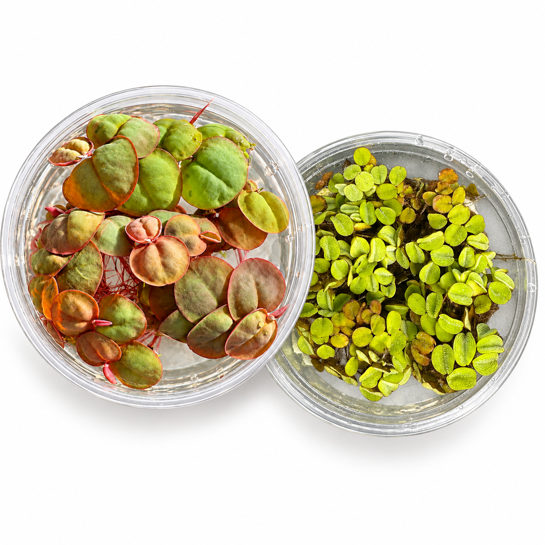     Overlapping clear cups of Red Root Floaters and Salvinia minima photographed from above on a white background.