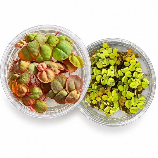     Overlapping clear cups of Red Root Floaters and Salvinia minima photographed from above on a white background.