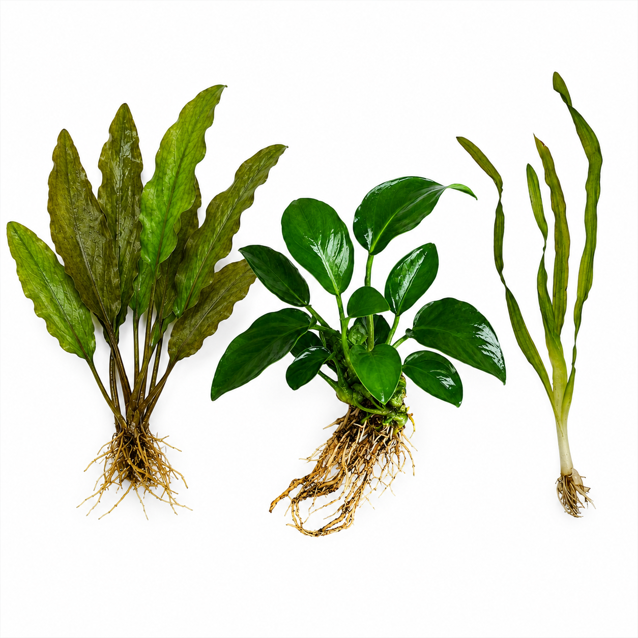 Crypt Wendtii Green, Anubias Nana & Corkscrew Vallisneria Bundle | Live Aquarium Plants