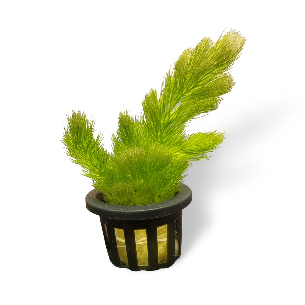 Hornwort aquatic plant in a black nursery pot, showing bright green feathery stems against a clean white background.