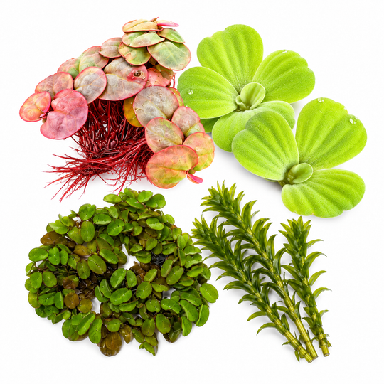 Live freshwater aquarium plant bundle featuring red root floaters with reddish leaves and roots, two bright green water lettuce plants, a dense portion of Salvinia minima, and three Anacharis stems arranged on a white background.