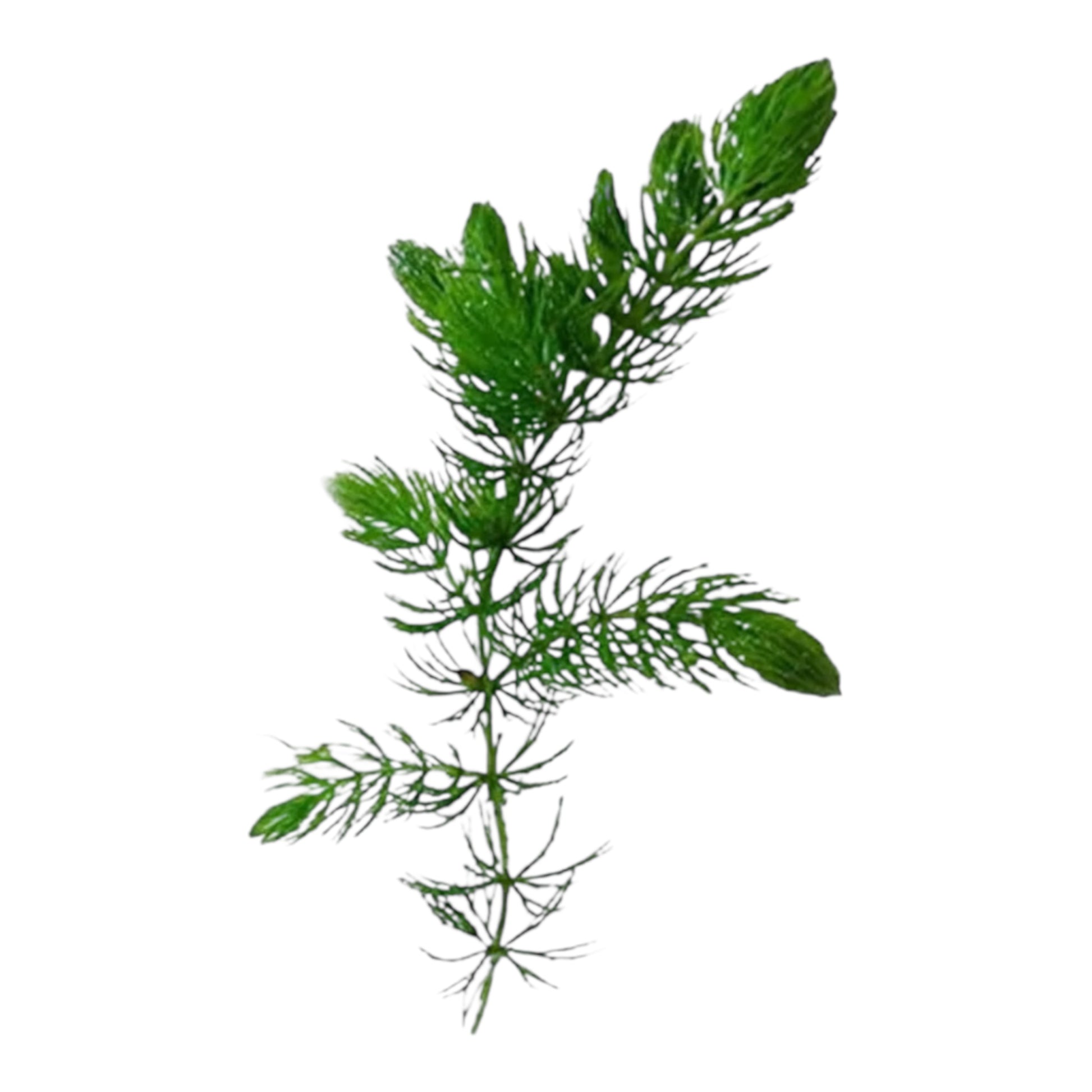 6 inch stem of live aquarium plant Hornwort for sale 