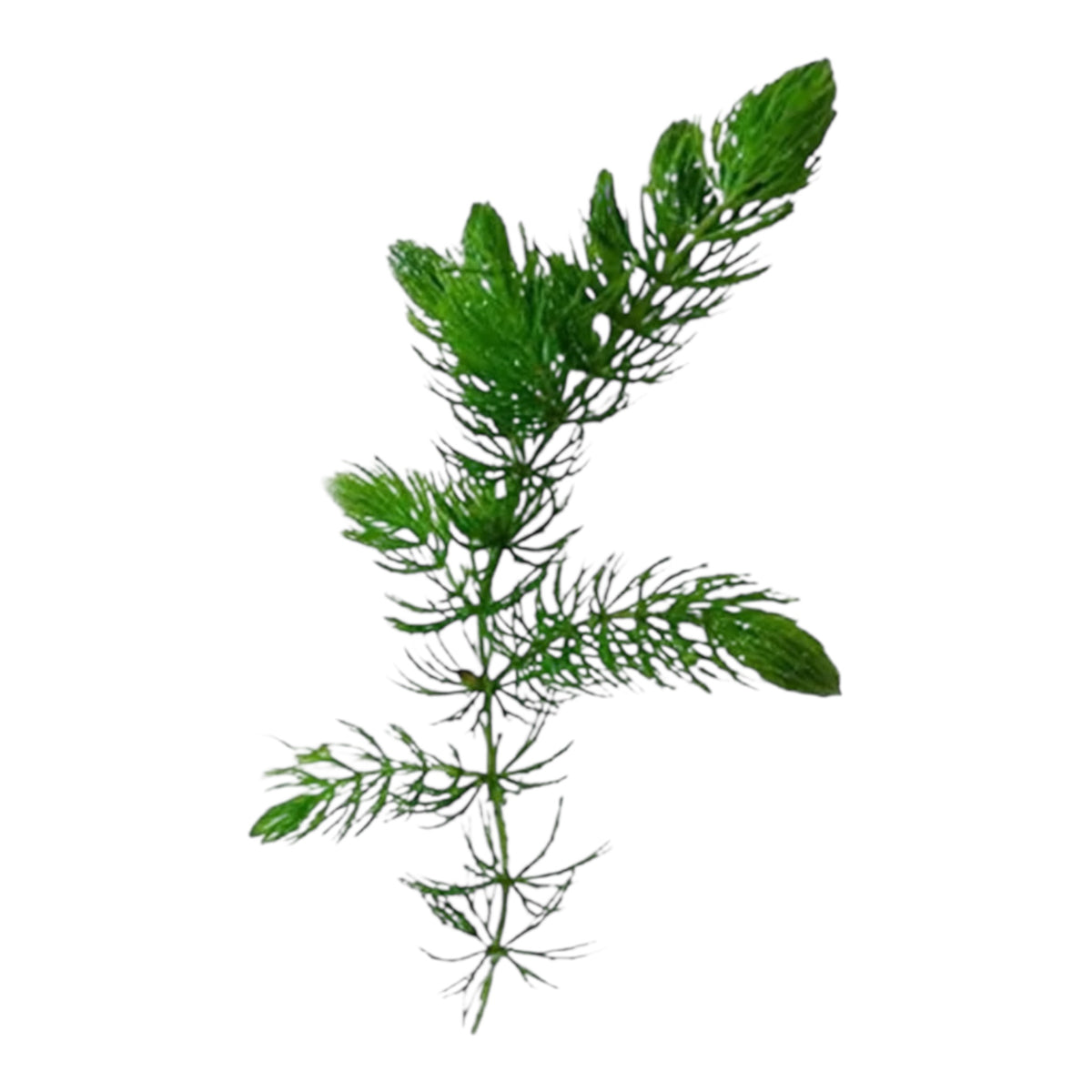 6 inch stem of live aquarium plant Hornwort for sale 
