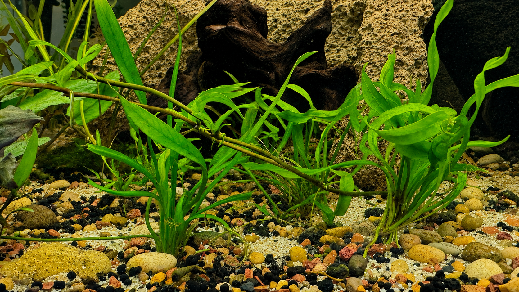 Close-up of vibrant green freshwater aquarium plants rooted in mixed gravel and sand substrate, surrounded by natural driftwood and textured stone hardscape in a healthy planted tank setup.