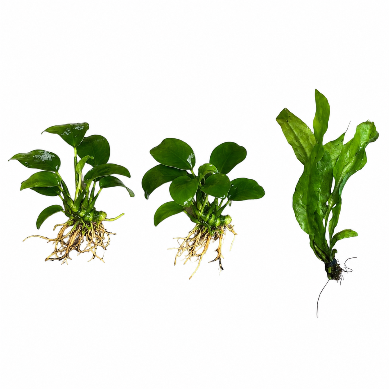 Two Anubias nana plants and one Java fern bare root aquarium plants isolated on a white background with visible roots and vibrant green leaves.