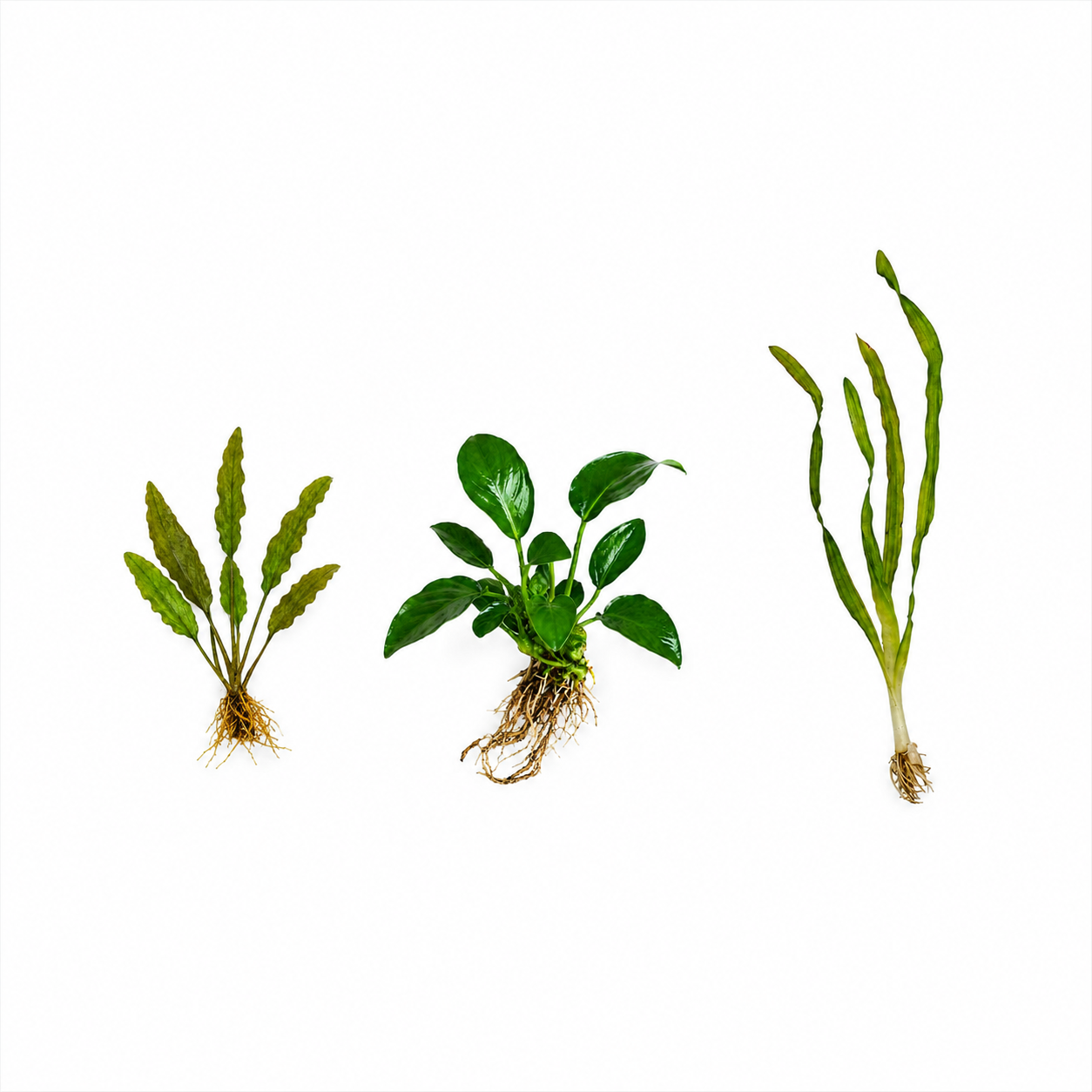 Three live aquarium plants with exposed roots displayed side by side on a clean white background, featuring a green wendti crypt plant,  Anubias nana, and a tall corkscrew Val aquatic plant.
