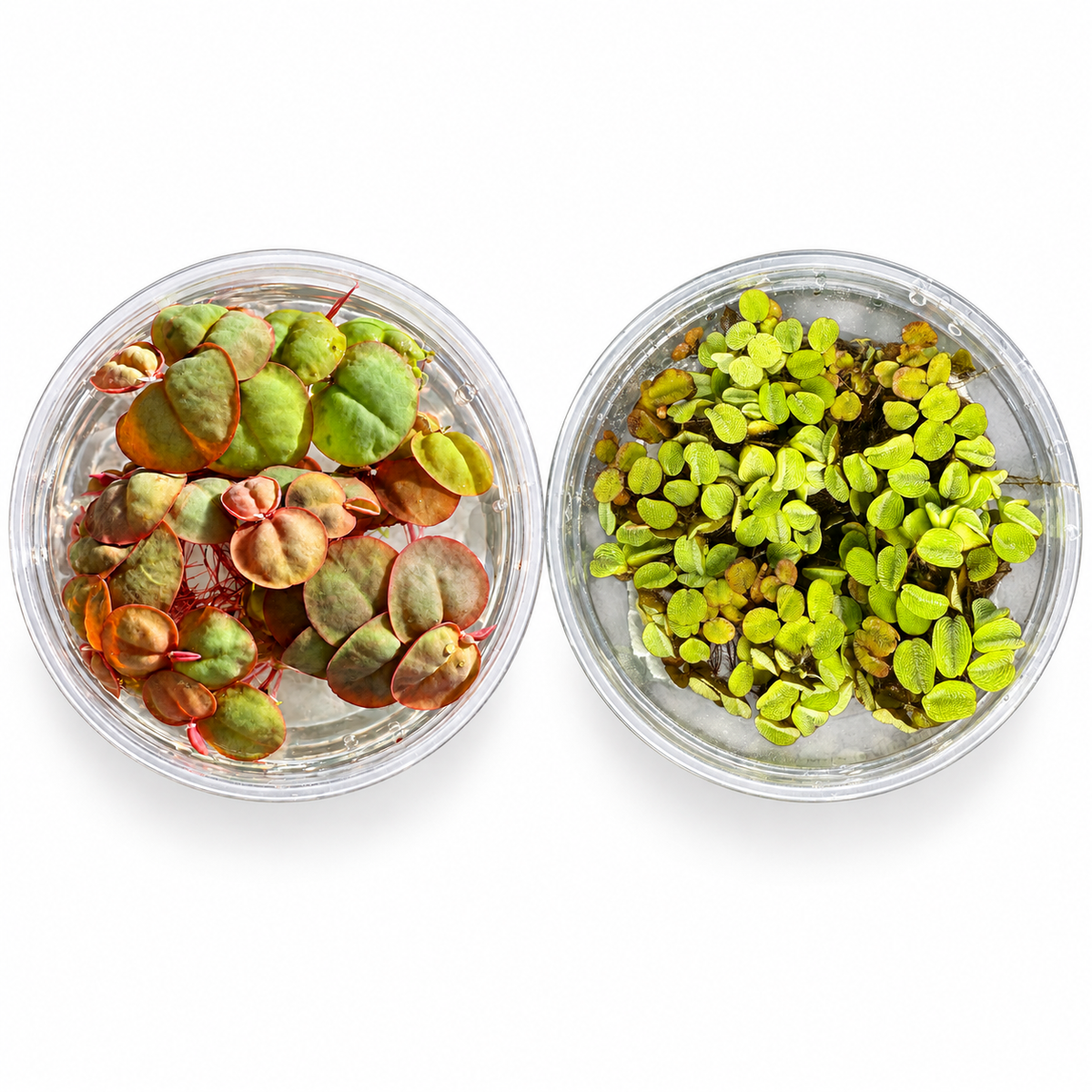    Red Root Floaters and Salvinia minima in separate clear deli cups on a white background.