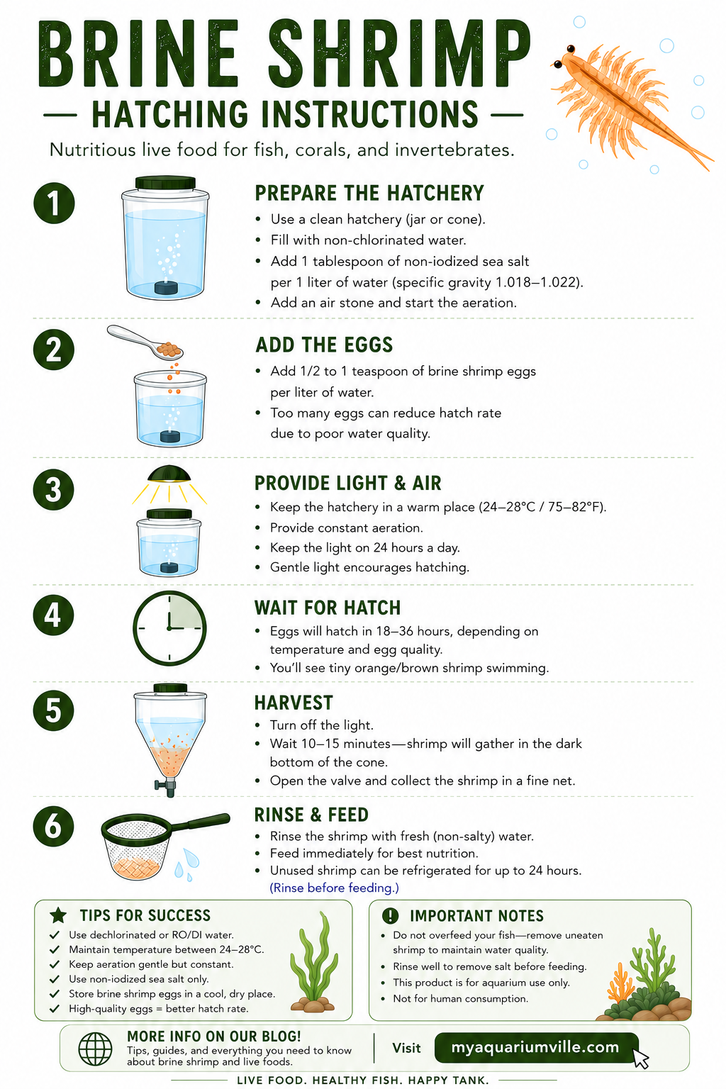 Brine Shrimp Hatching Instructions infographic for AquariumVille. Green-themed instructional card showing step-by-step brine shrimp egg hatching process with light blue water illustrations, light orange brine shrimp graphics, harvesting and feeding instructions, success tips, important notes, and a footer directing readers to visit myaquariumville.com for more brine shrimp and live food information.