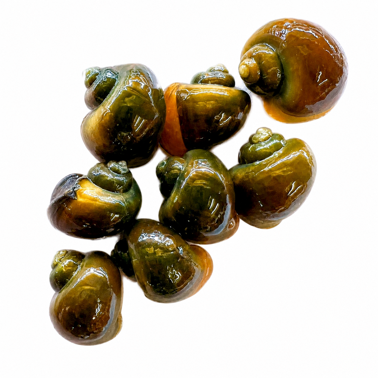 Group of eight olive-green mystery snails with glossy shells arranged on a white background, showcasing natural color variations and healthy aquarium snails for freshwater tanks.