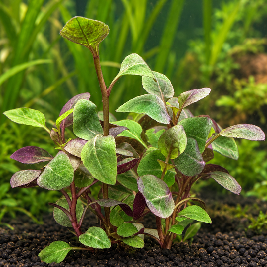 Cardinal plant with green leaves and purple undersides growing in aquarium substrate, with softly blurred aquatic plants in the background.