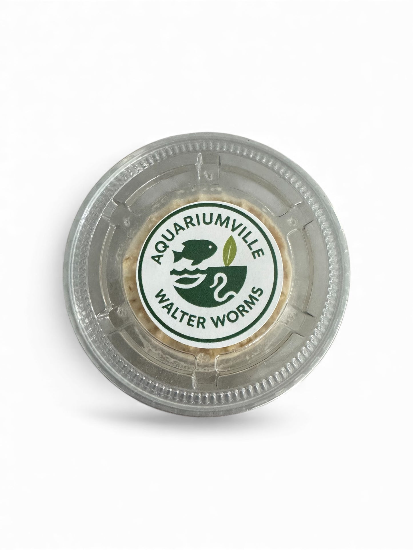 Walter Worm Starter Culture (2 Pack) – Live Fish Food for Fry, Betta, and Nano Fish | AquariumVille