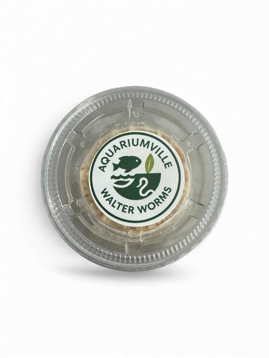 Walter Worm Starter Culture – Live Fish Food for Fry, Betta, and Nano Fish | AquariumVille