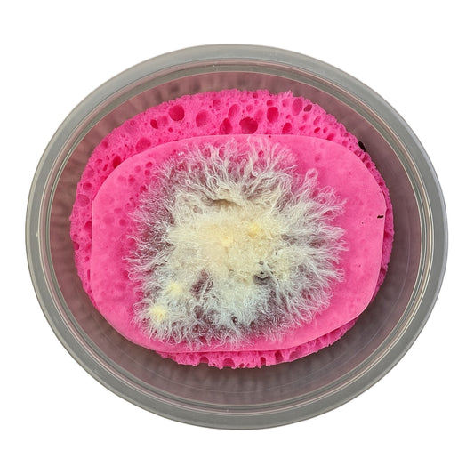 Top view of a 4 layer Grindal worm starter culture in container