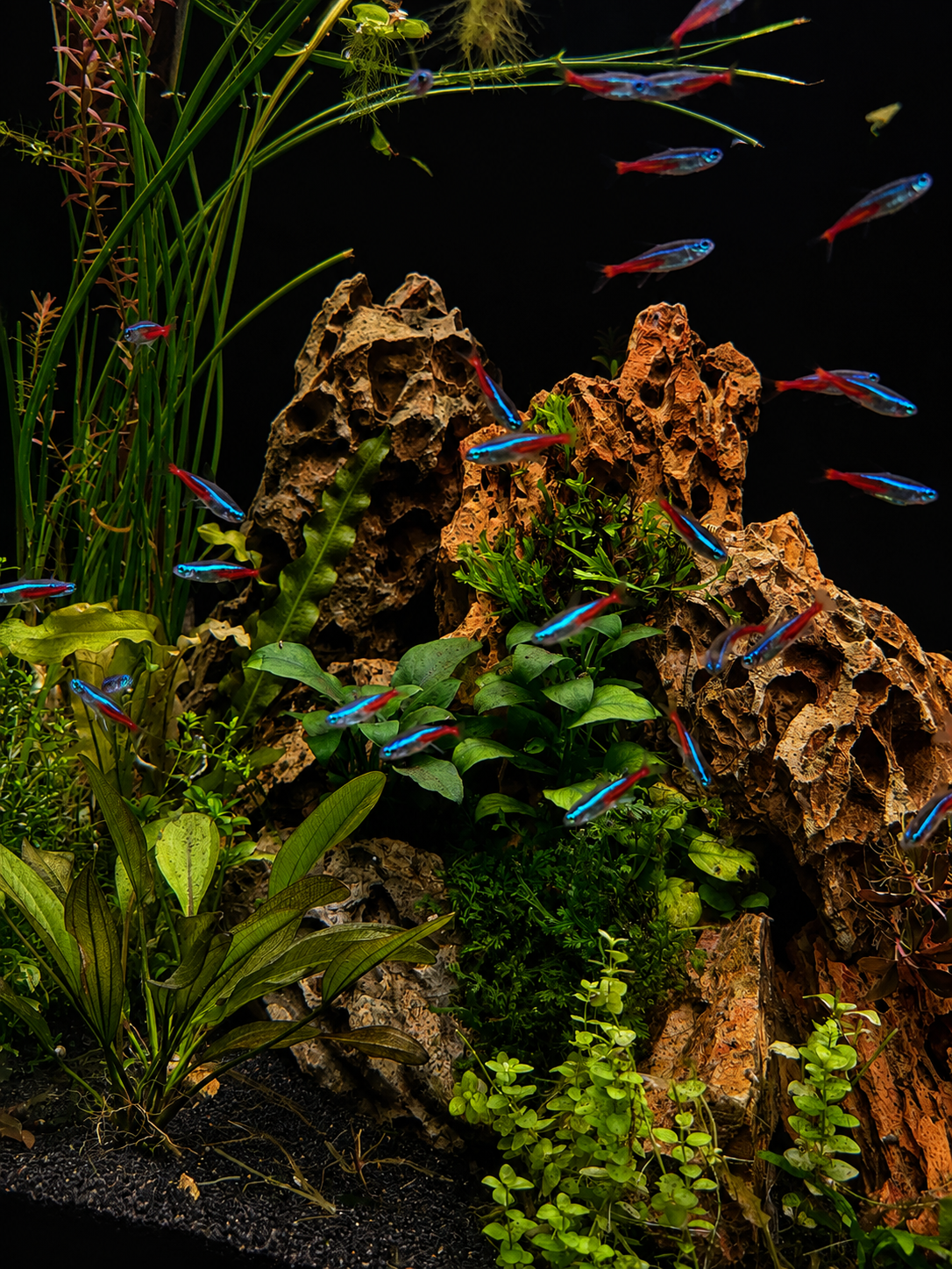 A beautifully arranged aquarium landscape featuring vibrant neon tetras swimming among lush green aquatic plants and natural dragon stone on a black background.
