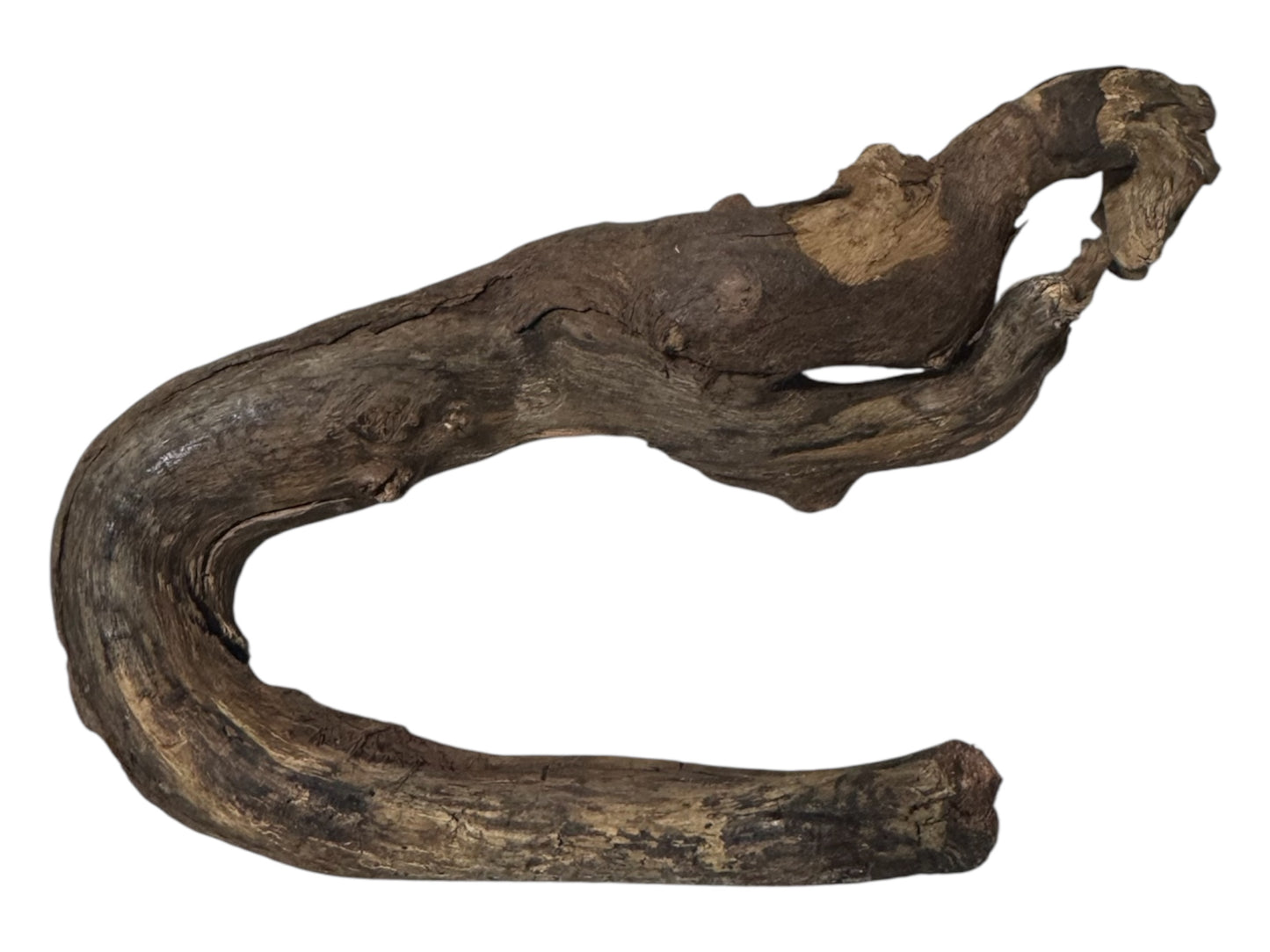 Mopani Driftwood 6- 7 inches- Aquarium Wood Decor for Fish, Shrimp, Reptiles, and Air Plants