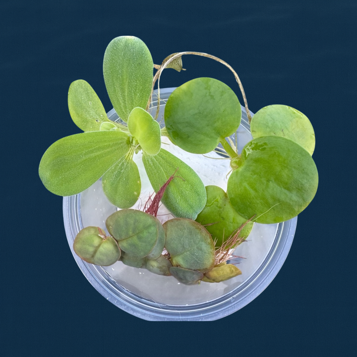 Top view of a clear cup containing a mix of floating aquarium plants, including Water Lettuce (with fuzzy, ribbed leaves), Red Root Floaters (with reddish undersides and roots), and Frogbit (with round, smooth green leaves), placed on a white background.