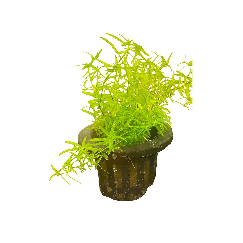 Bright green live aquarium plant in a black nursery pot, displayed on a clean white background with fine needle-like leaves and compact growth.