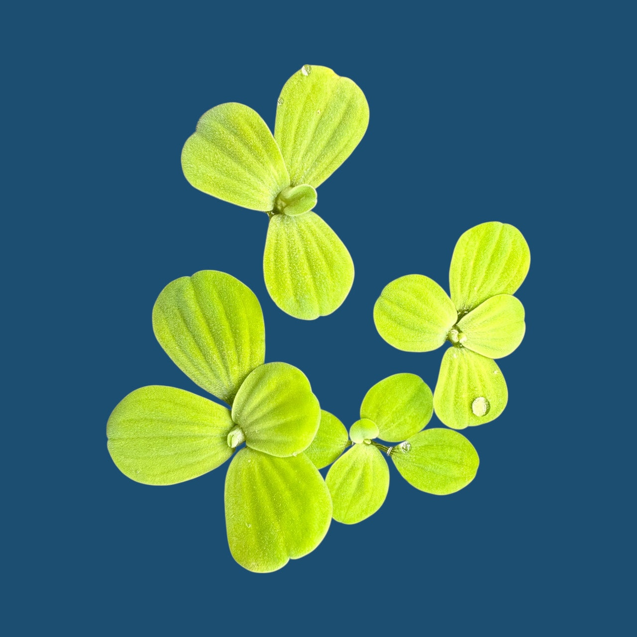 Dwarf Water Lettuce Bundle, Live Floating Aquarium and Pond Plants