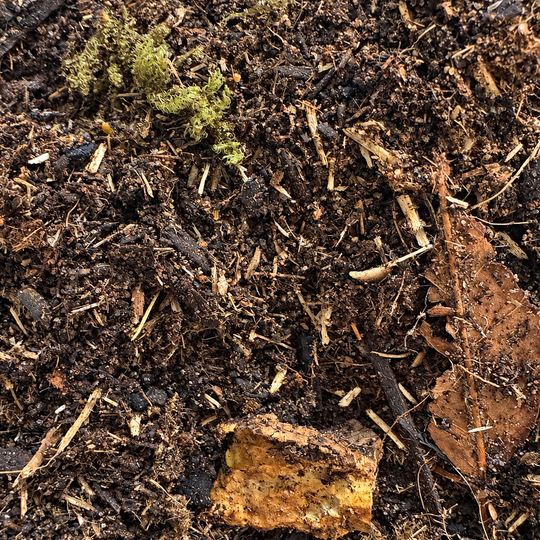 Terrarium Substrate Mix – Bioactive Soil Blend