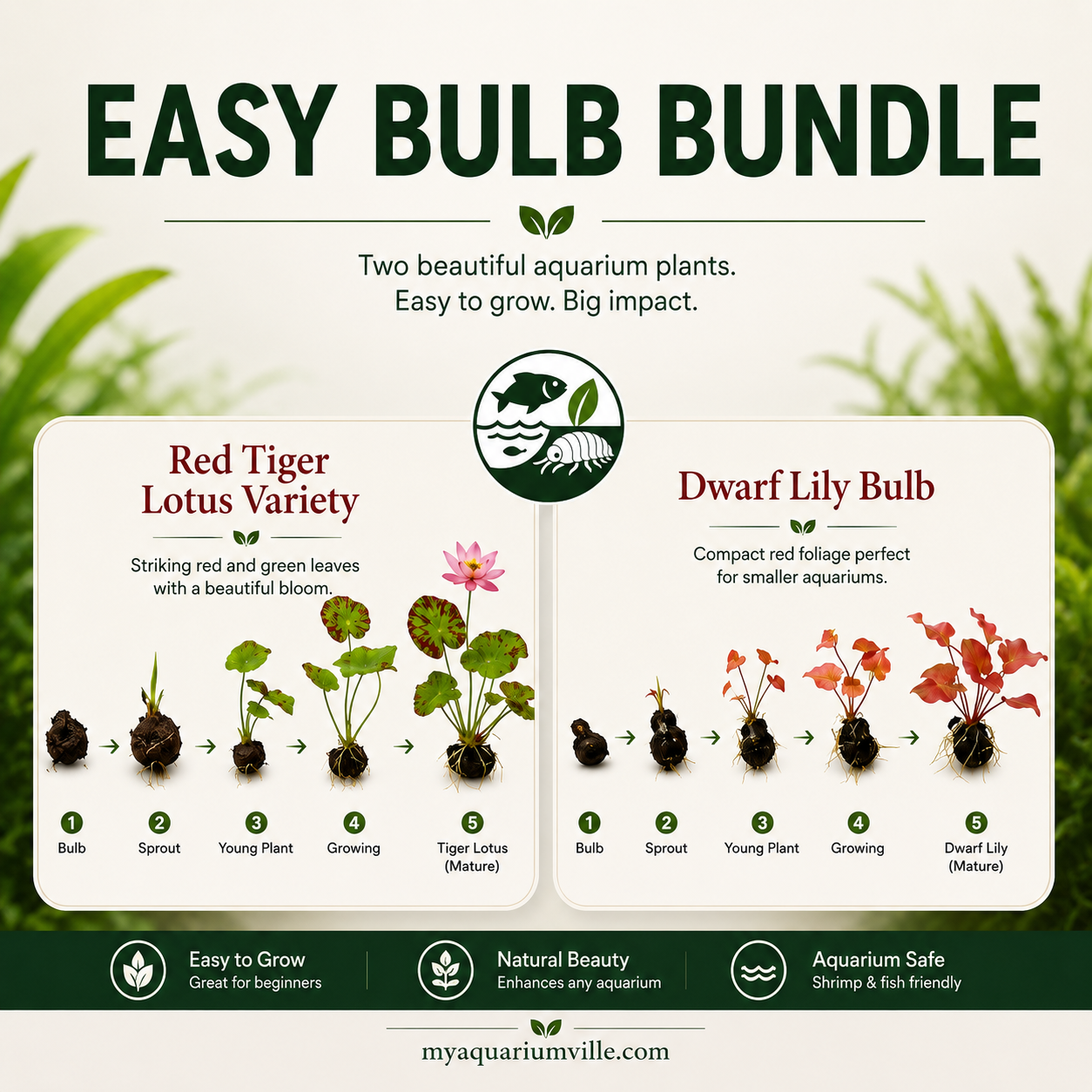 Red Tiger Lotus & Dwarf Lily Bulb Bundle – Live Aquarium Plants, Easy Aquatic Plant Bulbs