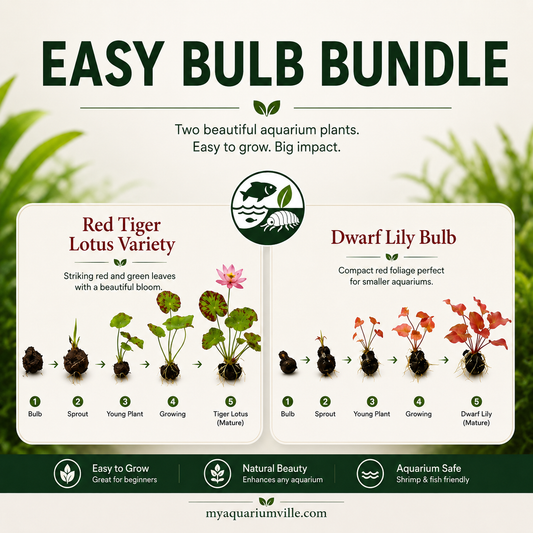 Red Tiger Lotus & Dwarf Lily Bulb Bundle – Live Aquarium Plants, Easy Aquatic Plant Bulbs