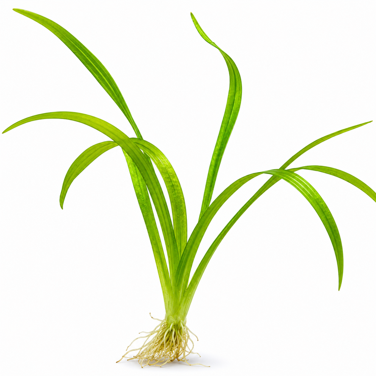 Healthy Dwarf Sagittaria aquarium plant with long narrow green leaves and established root system, isolated on a clean white background for product display.