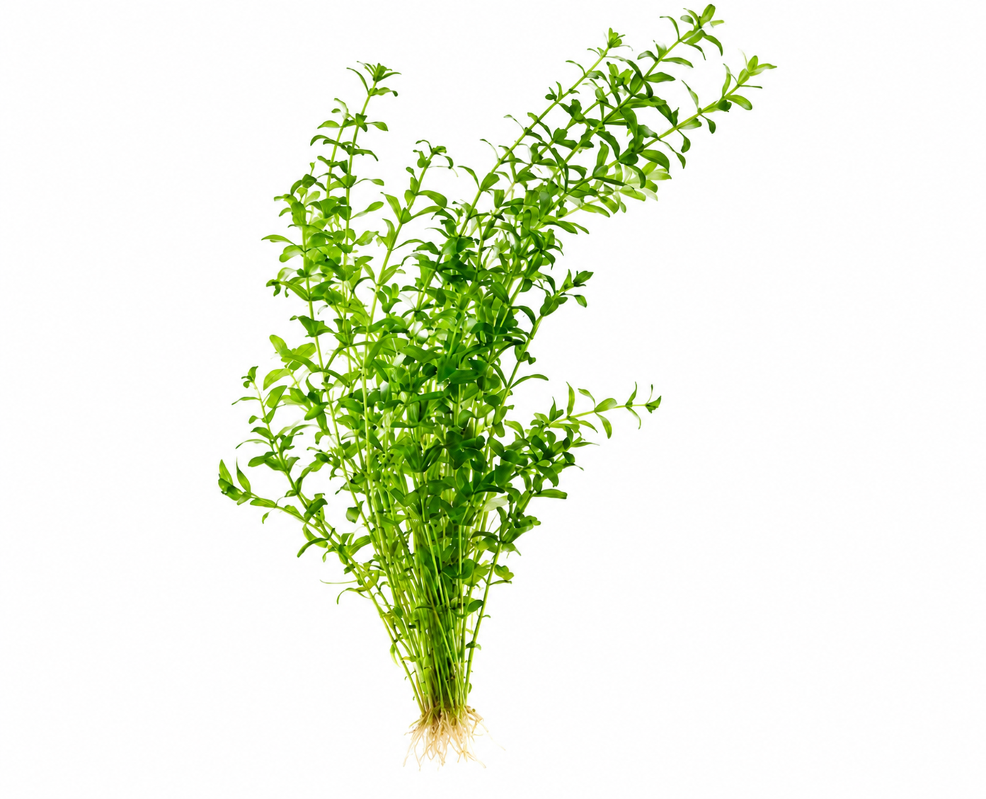 Pearl Weed (Hemianthus micranthemoides) bunch with vibrant green stems, small oval leaves, and healthy roots, isolated on a white background and ready for planting in freshwater aquariums.