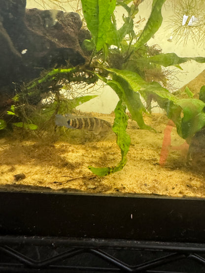 Chameleon Badis, Blue Badis