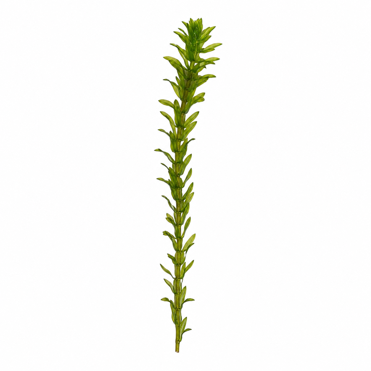 Single healthy Anacharis stem displayed on a clean white background, featuring vibrant green leaves and strong upright growth. Ideal for freshwater aquariums, planted tanks, aquascaping, fish habitats, and shrimp aquariums.