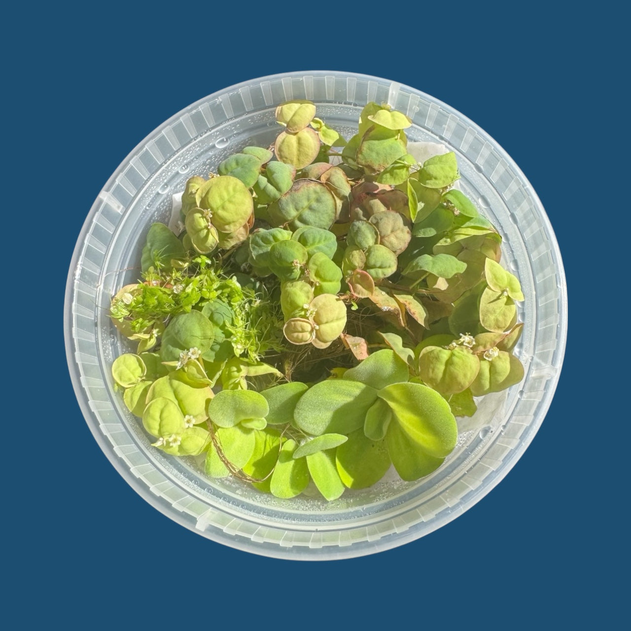 Floating Aquarium Plants Mix – 8 oz Deli Cup of Red Root, Water Lettuce and Duckweed for Freshwater Tanks. Easy, Beginner Plants