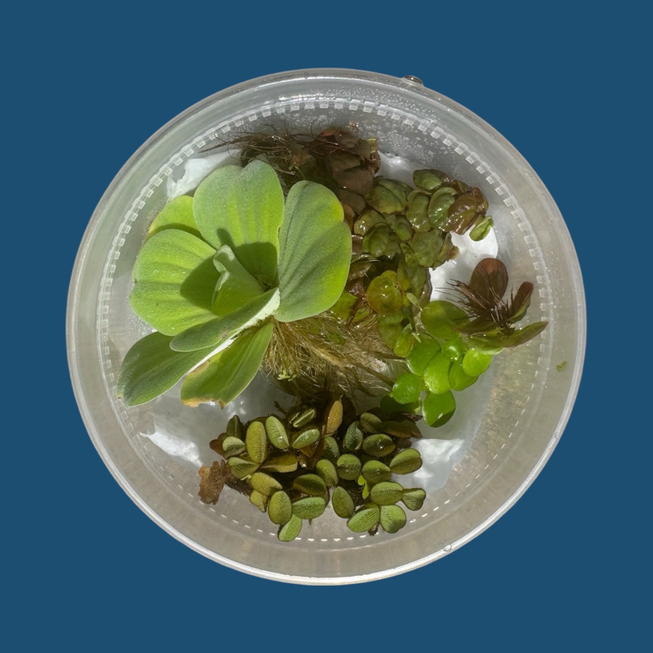 Aquarium Plant Starter Bundle – 4 Floating Plants - Red Root, Frogbit, Salvinia & Water Lettuce – Great for Shrimp and Betta Tanks and Ponds