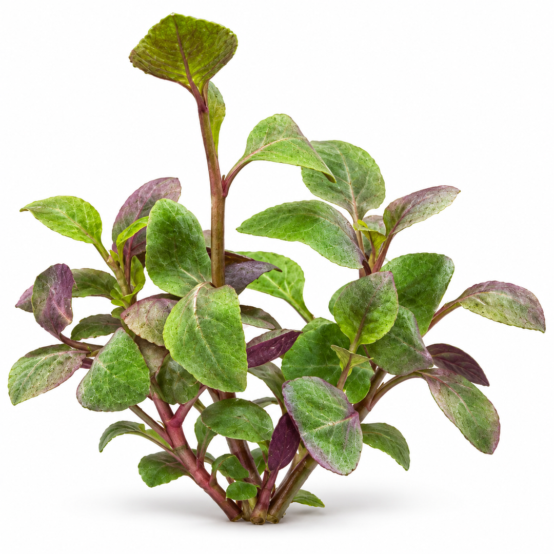     Original photo: Cardinal plant with broad green and purple leaves growing among other aquarium plants in a planted tank.