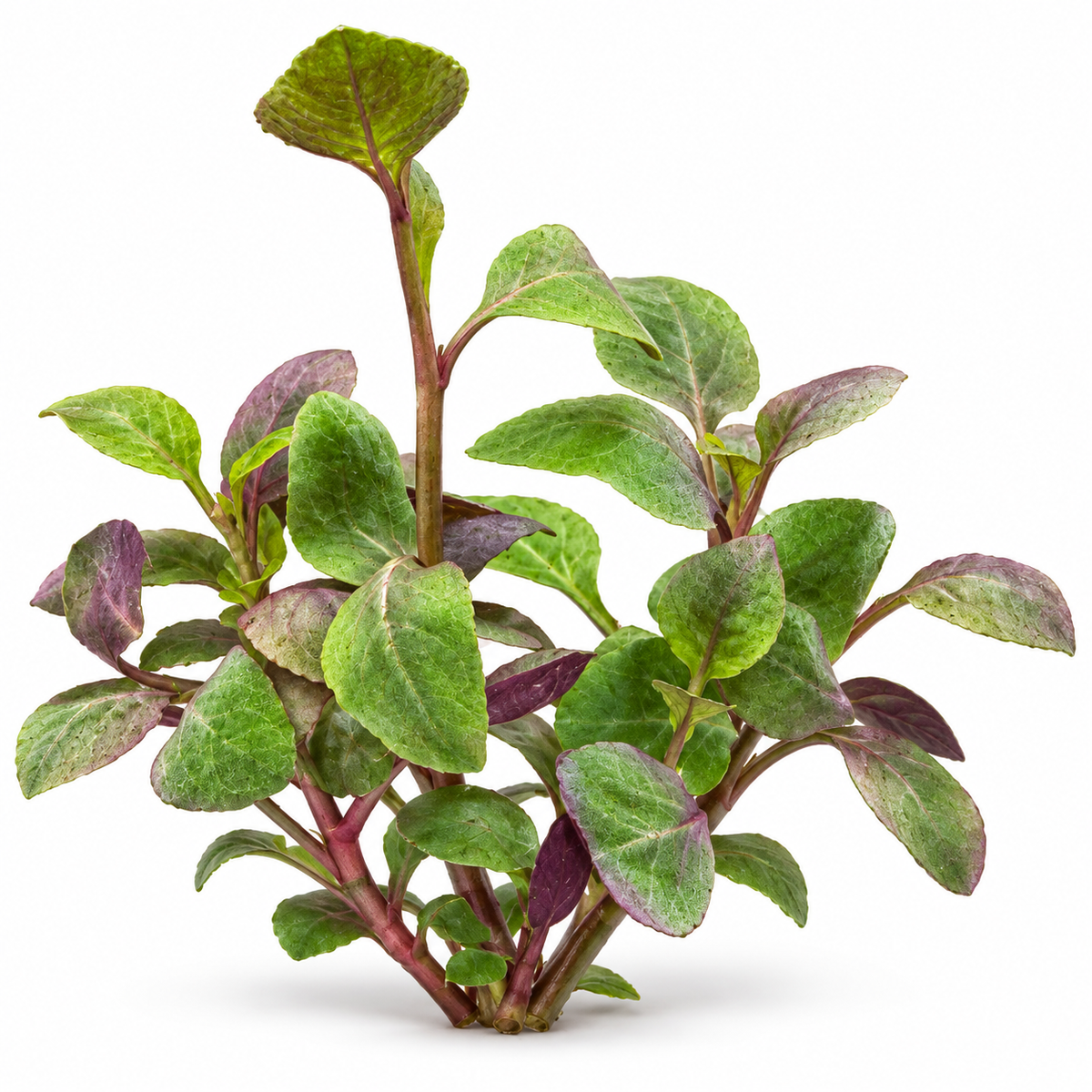     Original photo: Cardinal plant with broad green and purple leaves growing among other aquarium plants in a planted tank.