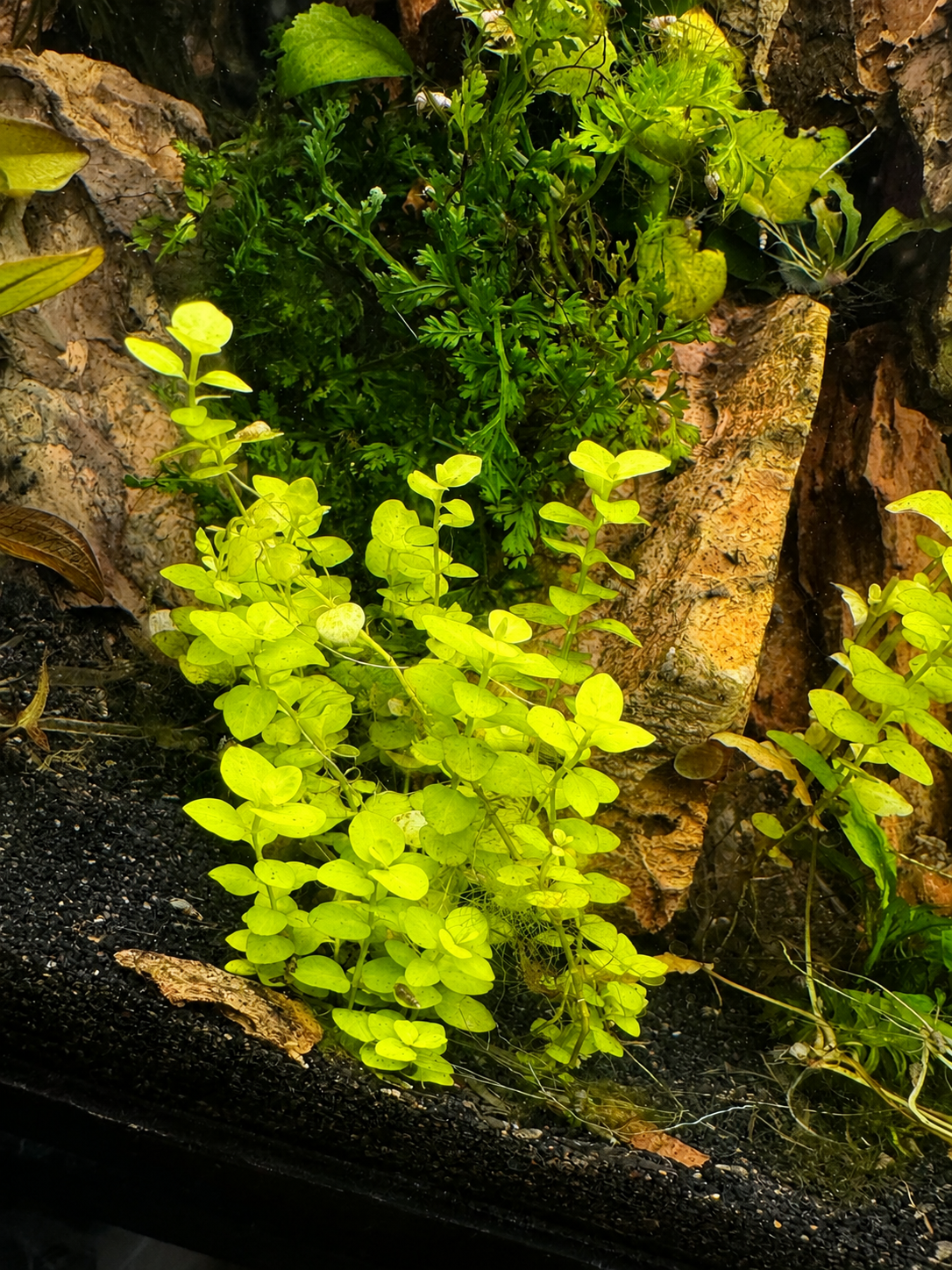 Bright green Golden Creeping Jenny aquatic plant growing in a rocky aquarium setup with dark substrate and mossy background.
