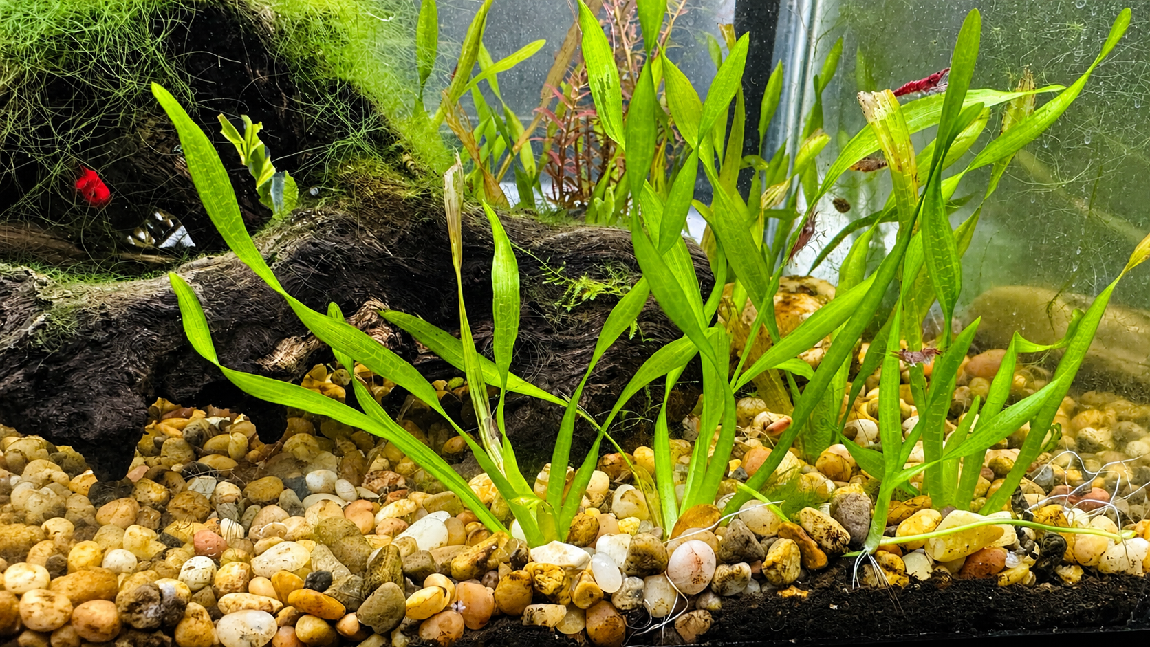 Healthy Corkscrew Vallisneria growing in a freshwater planted aquarium with bright green twisted leaves rooted in natural gravel alongside driftwood. Ideal as a background plant for aquariums, providing natural cover for shrimp, bettas, and community fish.